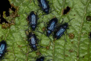 What Eats Beetles