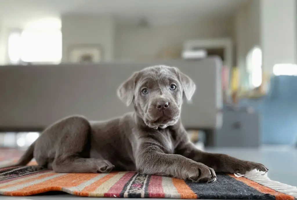 How to feed labrador puppy best sale