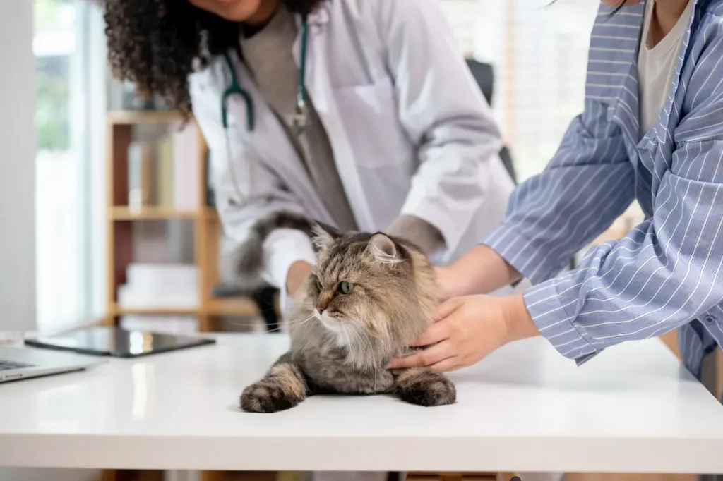 A Cat Giving Medication 