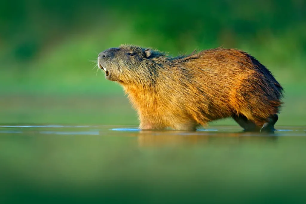 A Capybara in the Water