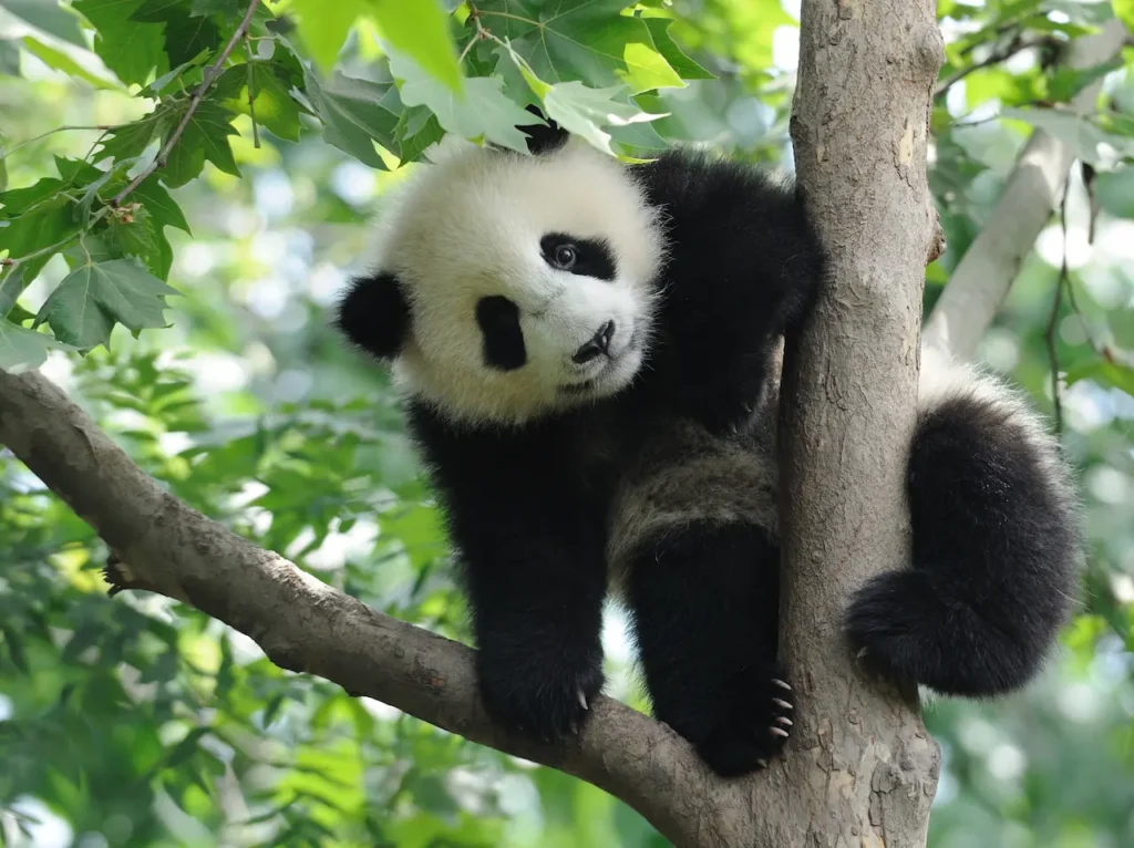 A Panda Perched on the Tree