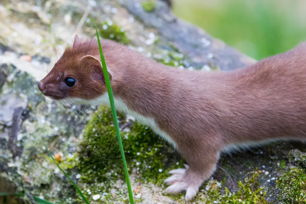 A White Stoat on the Grass 