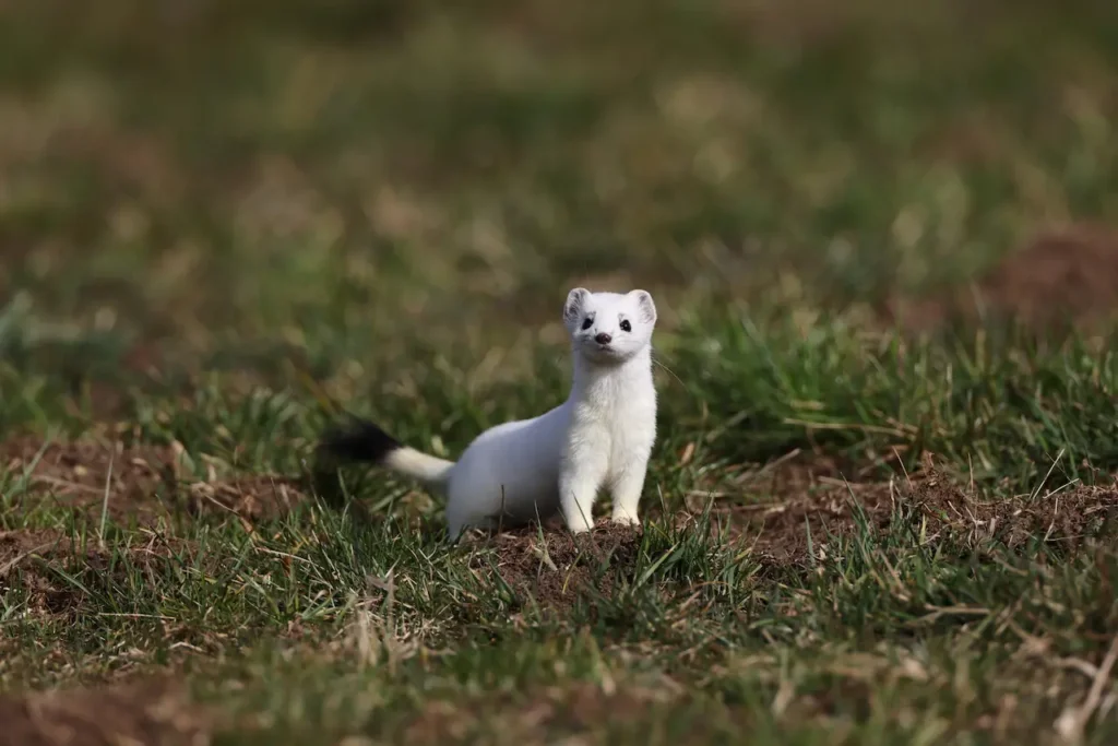 A White Stoat on the Grass 