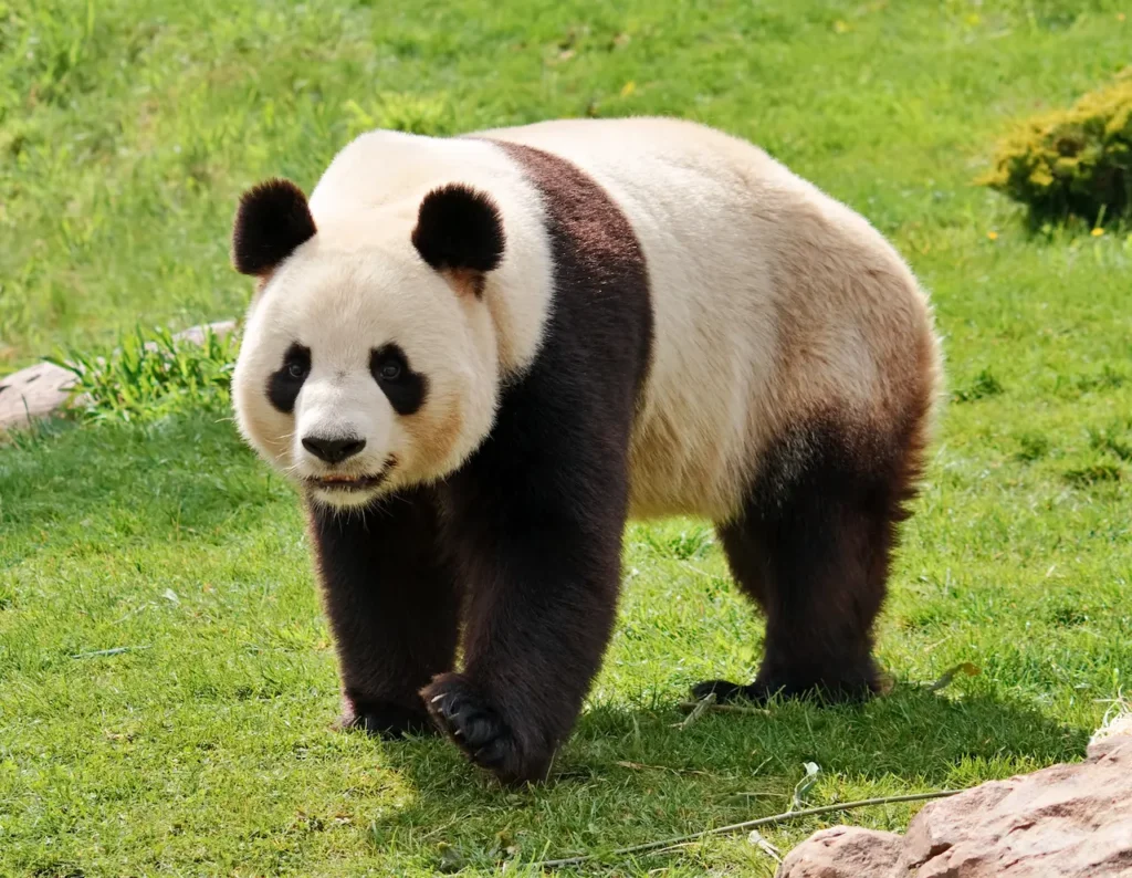 Big Panda Standing on the Ground