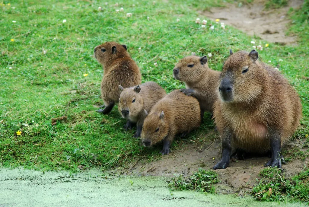 Group of Capybara 