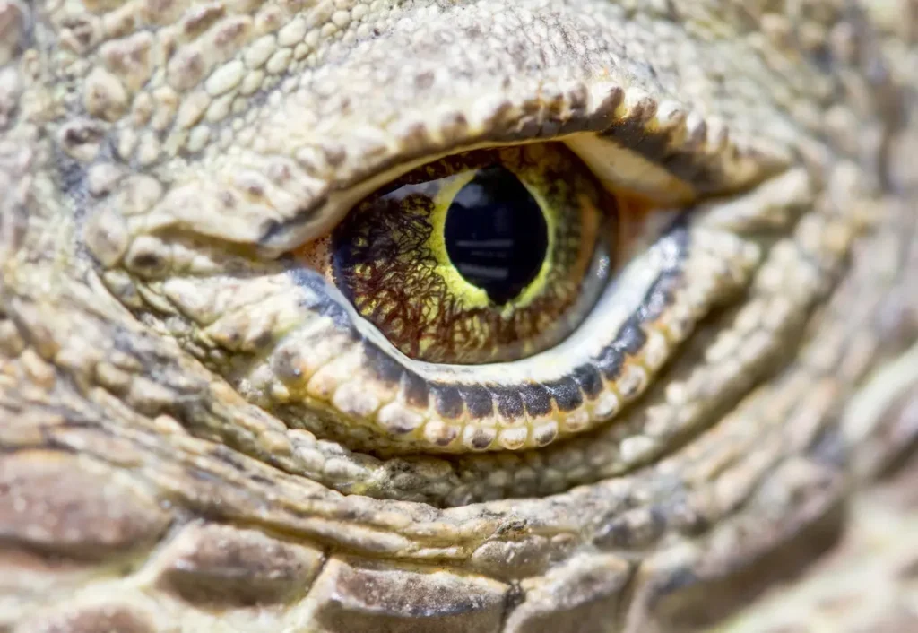 Komodo Dragon Eye Close Up