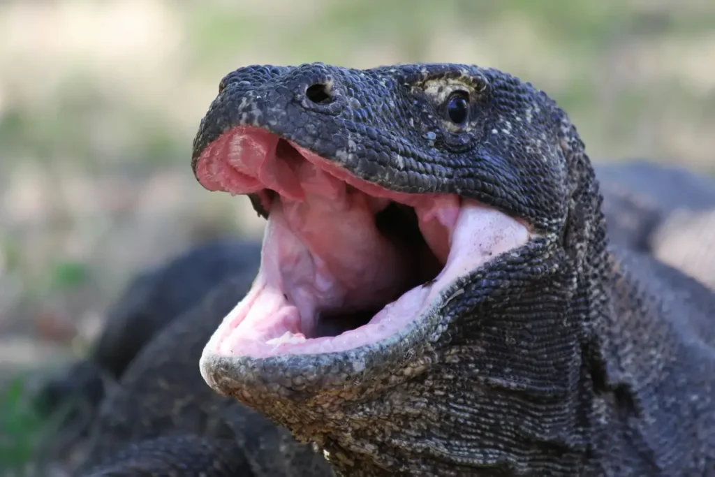 Komodo Dragon Head Shot