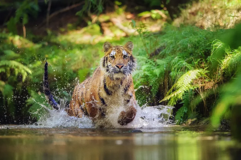 Siberian Tiger in the Water 