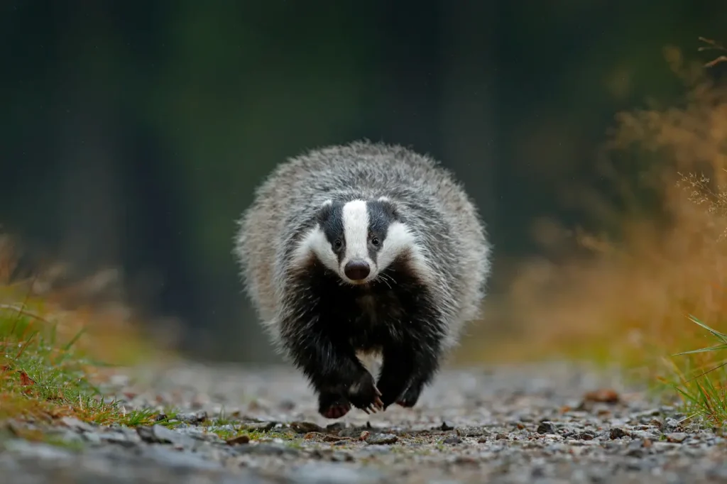 What Eats A Badger