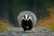 What Eats A Badger