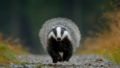 What Eats A Badger