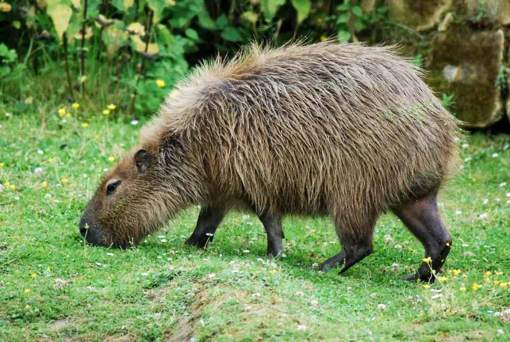 What Eats A Capybara