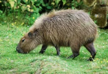 What Eats A Capybara