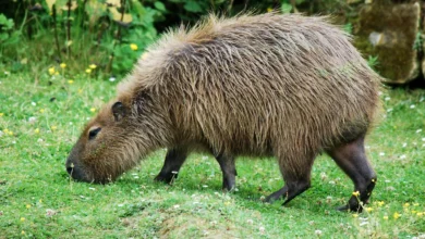 What Eats A Capybara