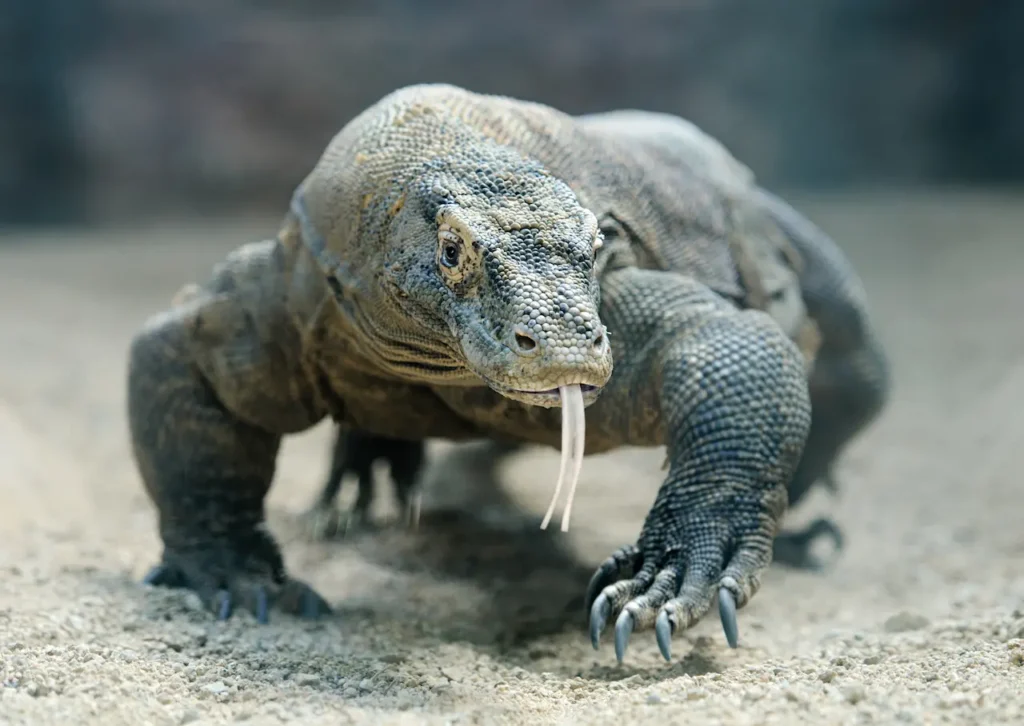 What Eats A Komodo Dragon