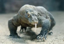 What Eats A Komodo Dragon