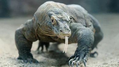 What Eats A Komodo Dragon