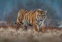 What Eats A Siberian Tiger