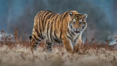 What Eats A Siberian Tiger