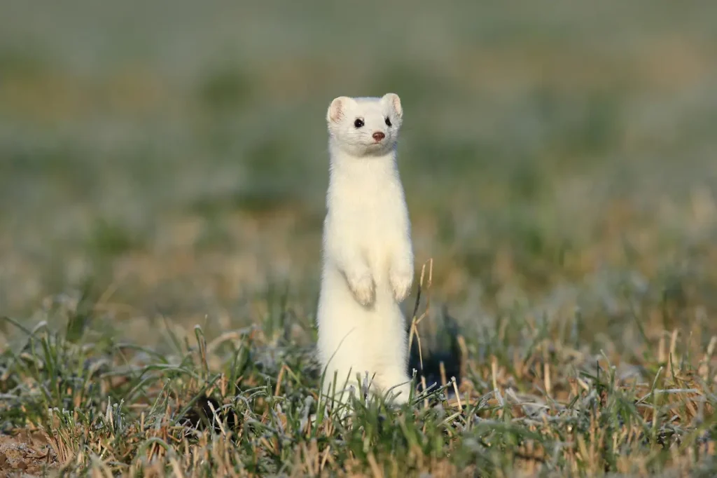 What Eats A Stoat