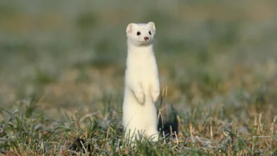 What Eats A Stoat