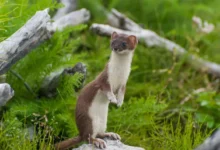 What Eats Weasels