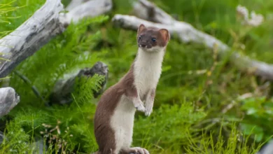 What Eats Weasels