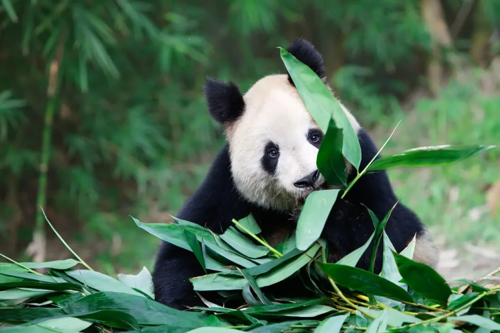 A Panda Eating Bamboo What Eats a Panda