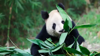 A Panda Eating Bamboo What Eats a Panda