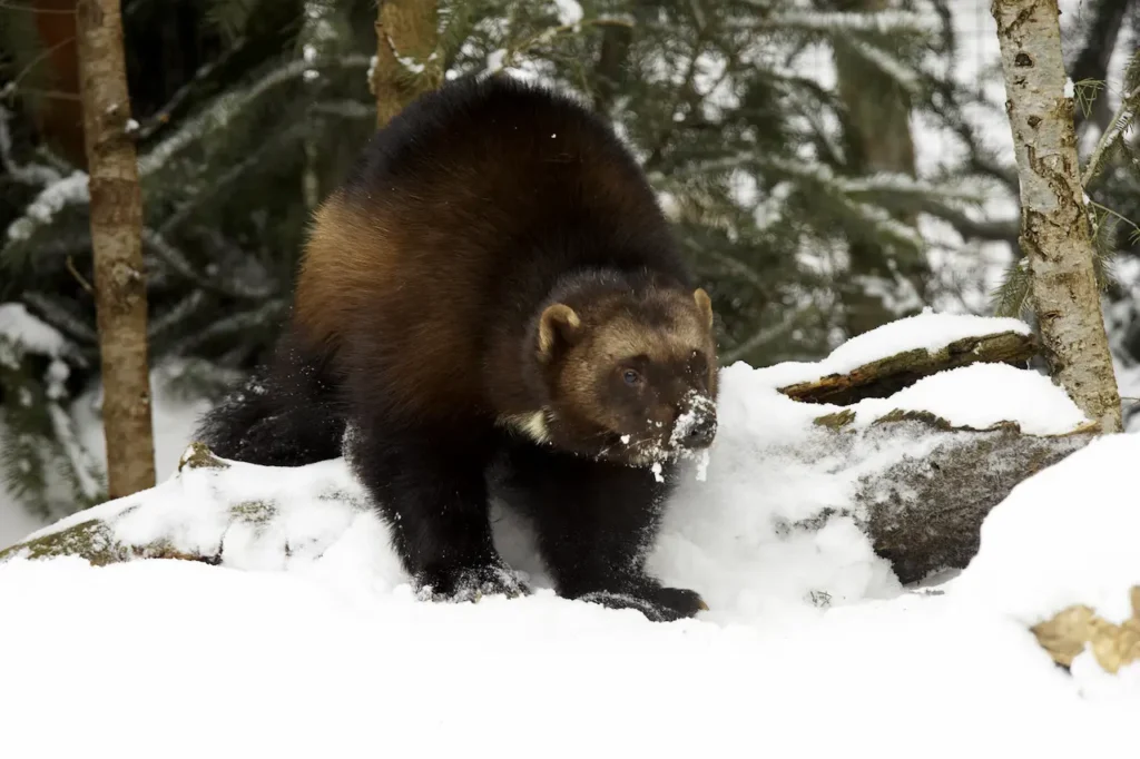 Wolverine in a Snow 