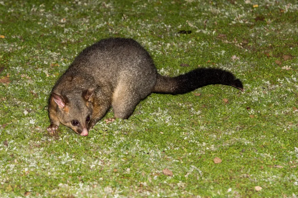 Brush-Tailed Possum On The Grass