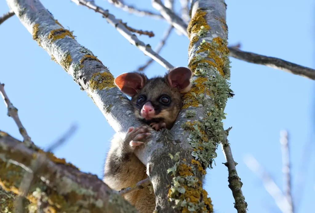 What Eats a Brush-Tailed Possum