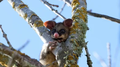 What Eats a Brush-Tailed Possum