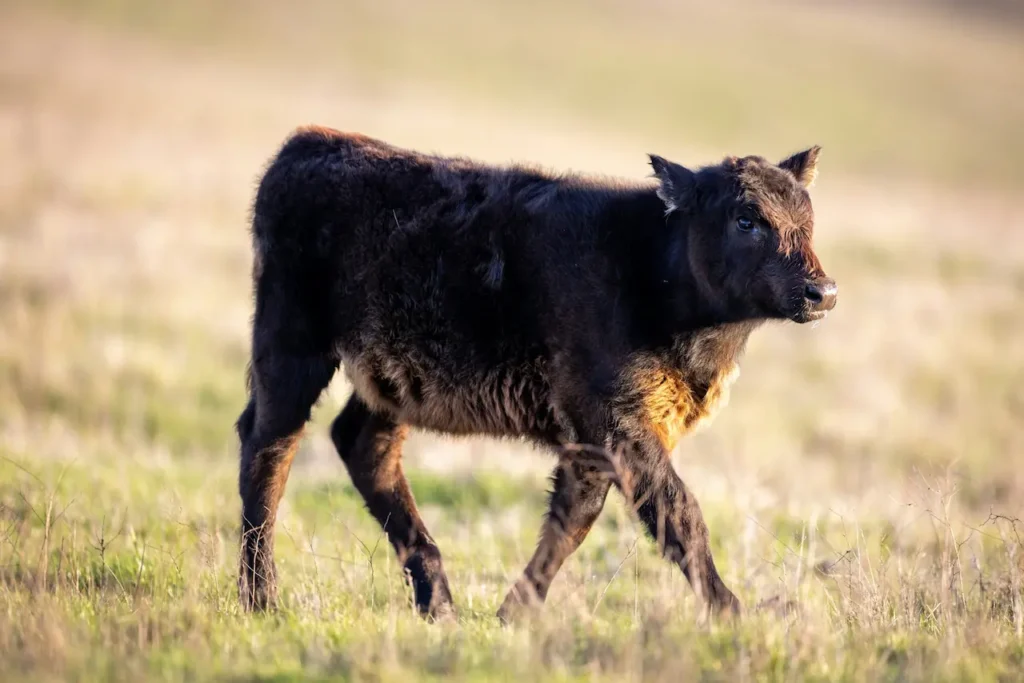 Baby Cow At Livestock Auctions