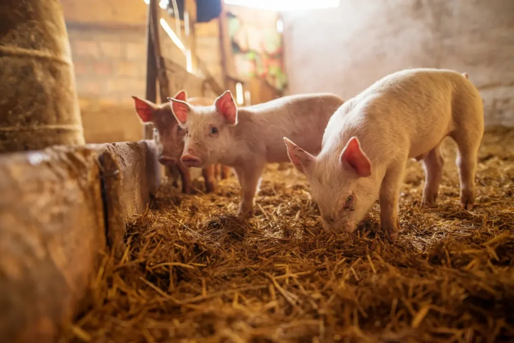 Pigs In A Barn At An Auction