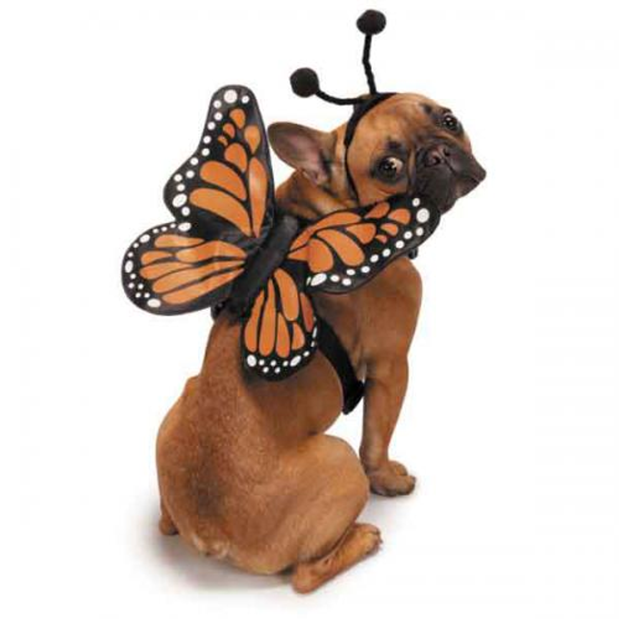 ZZ Butterfly Glow Harnesses Costume 