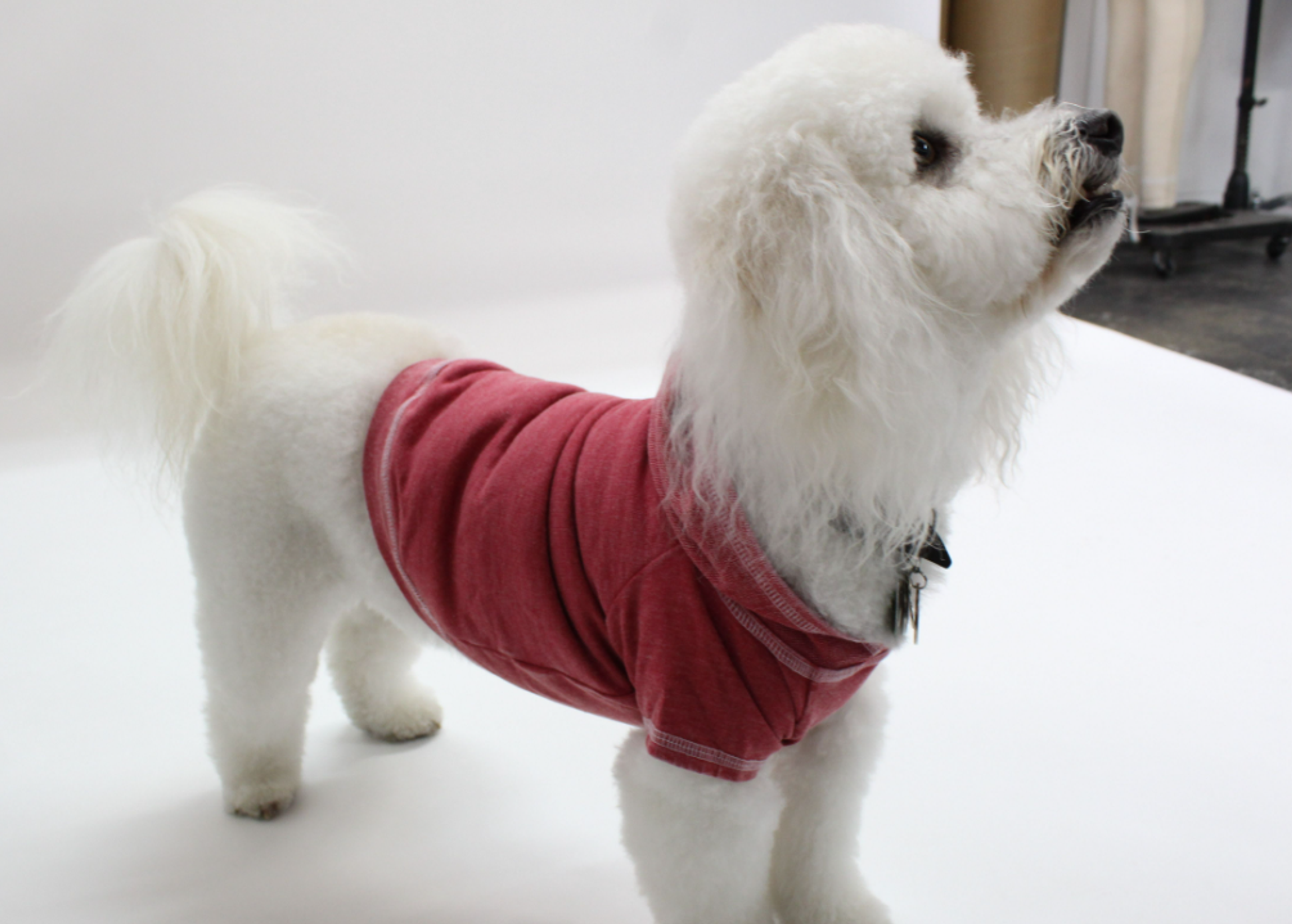 Doggy Hoodie French Terry