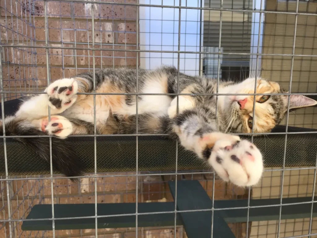Mistakes to Avoid When Installing a Cat Enclosure