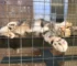 Mistakes to Avoid When Installing a Cat Enclosure
