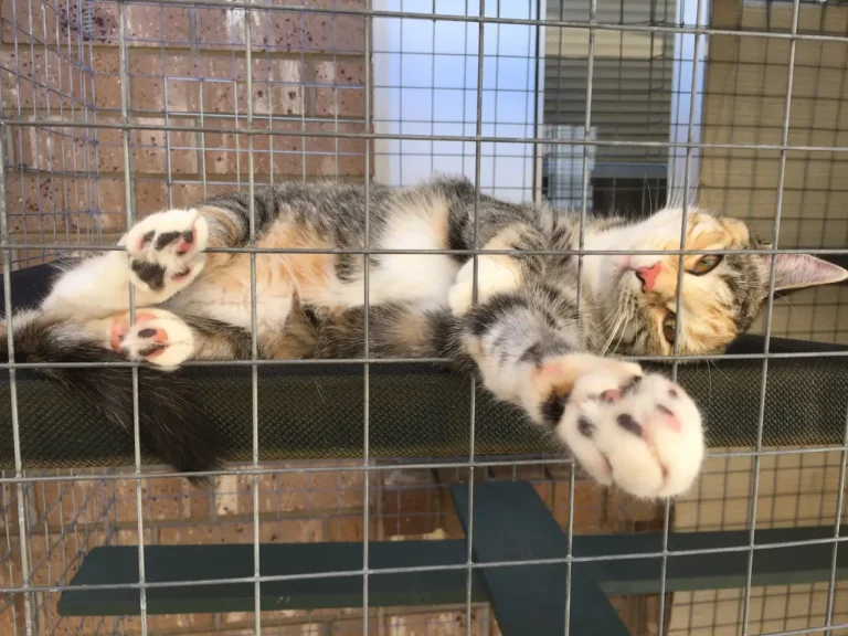 Mistakes to Avoid When Installing a Cat Enclosure
