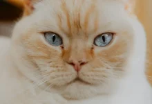 Best Cat Breeds for Apartment Living