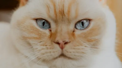 Best Cat Breeds for Apartment Living