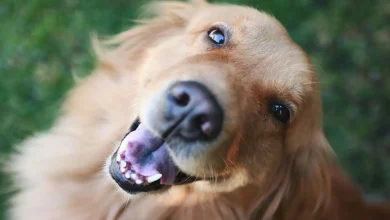 Supporting Grooming Through Nutrition